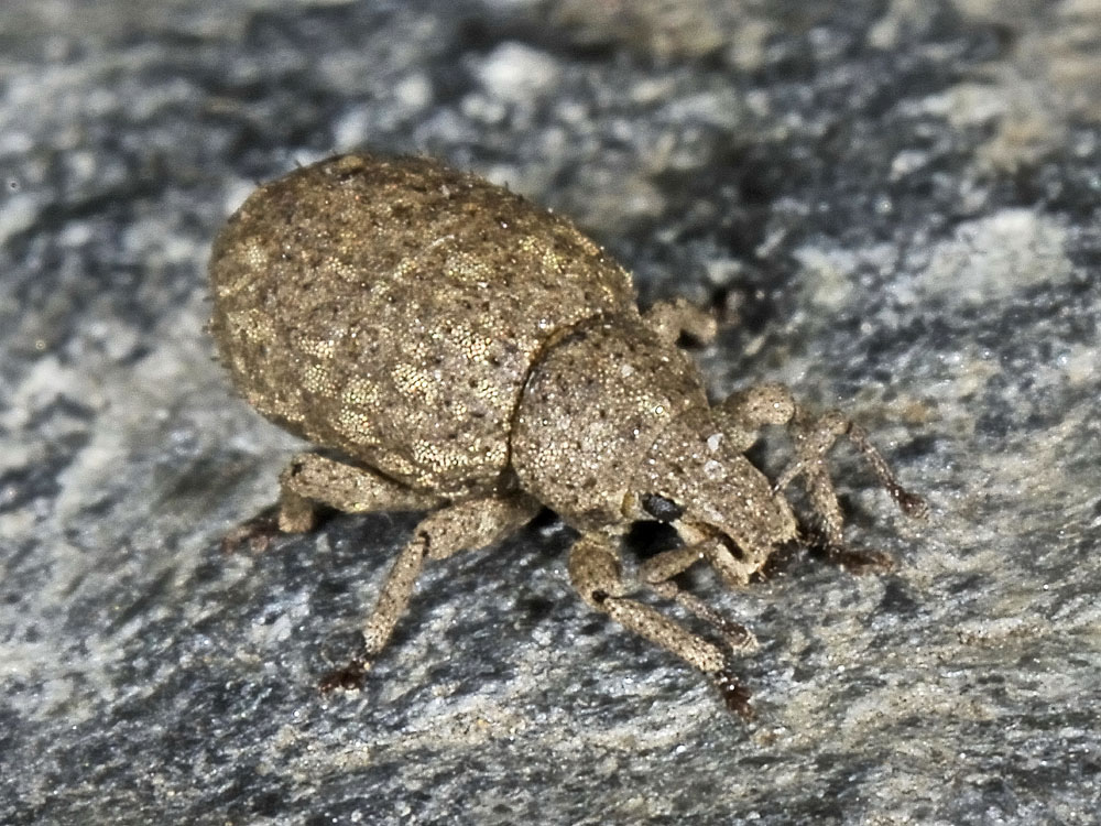 Curculionidae: Romualdius angustisetulus